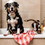 Microfiber pet towel